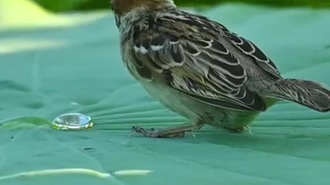 The tranquility of the birds