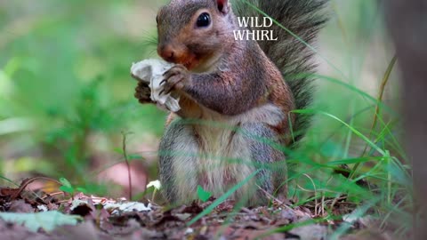 He not left anything | squirrel Wildwhirl