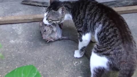 Cat vs Rat