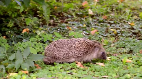 Hedgehog, Hedgehog video,Animal,Animal video