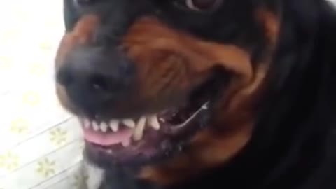 Rottweiler Shows Its Mean Face Angry Rottweiler