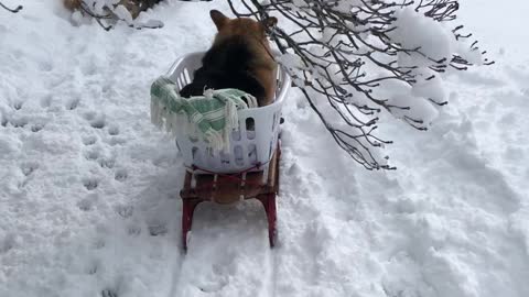 Owners Make Special Sled for Senior Corgi