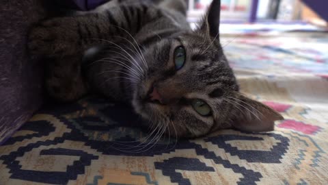 Cat Lying On A Rug At Home