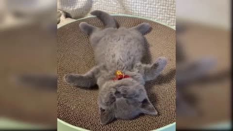 Cute and Funny baby cats complication part 1