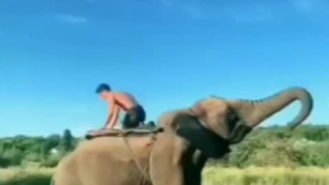 Very nice funny video elephant