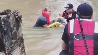 Familia con 4 niños, un cerdo mascota y un perro de 3 patas fueron rescatados de la inundación