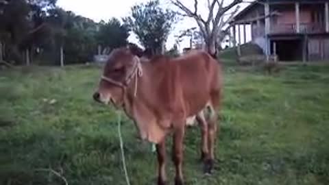 rescued calf learning to suckle