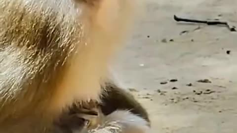 Monkey Adopts Abandoned Kitten