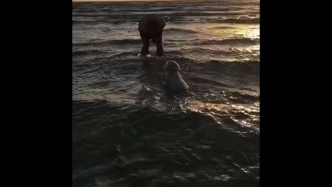 Puppy's first time at the Beach