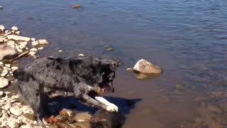 Grey spotted dog rolls log in lake