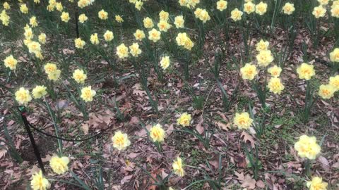 daffodil scent
