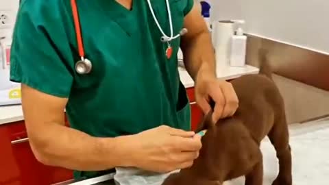 Caring of cute puppy