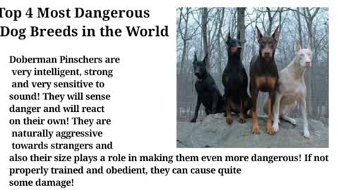 LISTS Top 10 Most Dangerous Dog Breeds in the World 2022