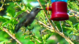 Hummingbird