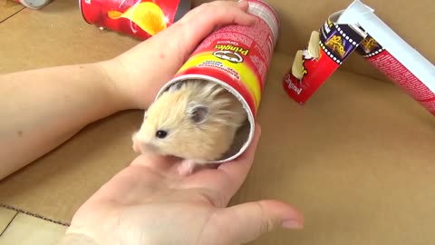 Hamster Pringles Obstacle Course