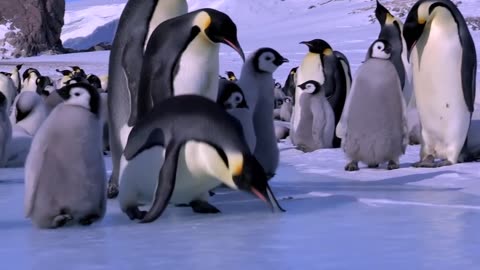 Penguin Fail - Best Bloopers from Penguins Spy in the Huddle (Waddle all the Way)