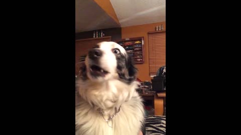Gorgeous Pup Loves Singing With His Owner