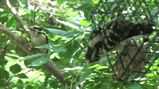 Woodpeckers