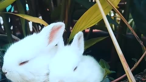 ارانب تستريح على اناء النبات Rabbits resting on a plant pot