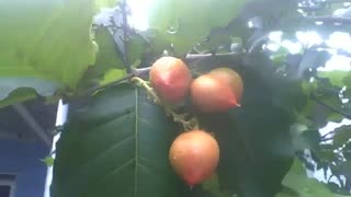 Cereja silvestre com muitos frutos, filmada durante uma pequena chuva [Nature & Animals]