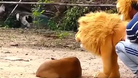 Troll Prank Dog Funny & fake Lion and Fake Tiger Prank To dog & Huge Box Prank to dog