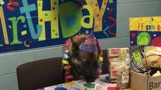 Dog celebrating birthday while eating birthday cake