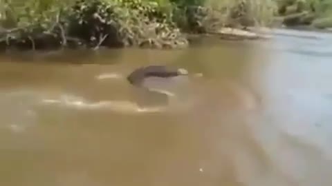 Can a man catch a big snake ( Anaconda ) like this ?