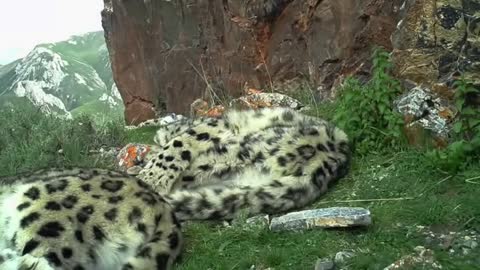snow leopard, what a beauty😍
