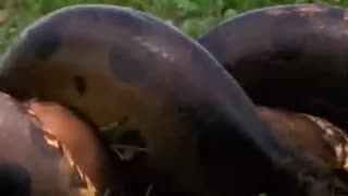 giant anaconda - the embrace of death 😱😱😱