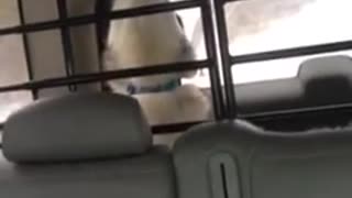 Monk - Backseat driver!