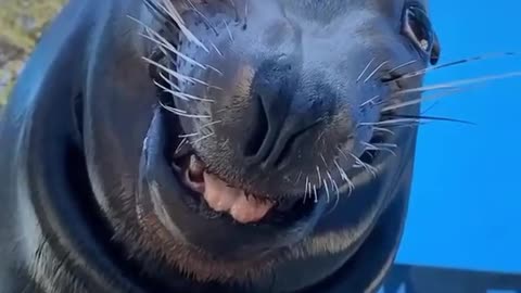 Smart fur seal playing with a man