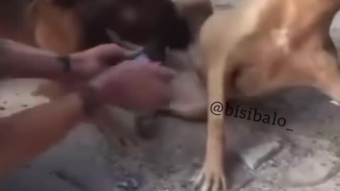 Dog bit his dike