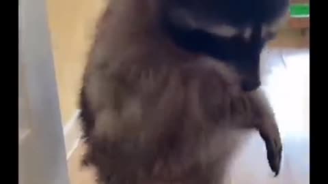 Pets funny videos