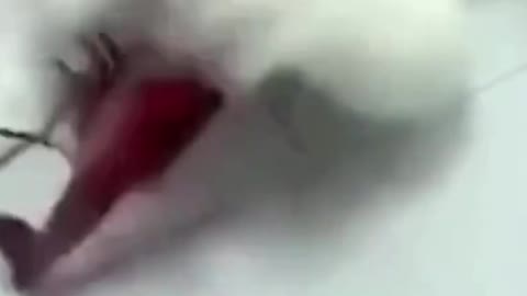 The Cat Was In Danger With The Insect In His Mouth
