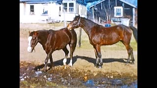 The Horses of Bryant St 1961 - Athol, MA