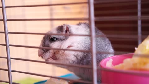 Cute hamsters eat some pies🐹🥐🥖