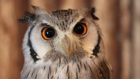 love owll