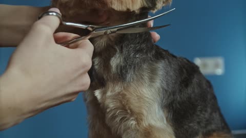 Watching a dog getting a haircut