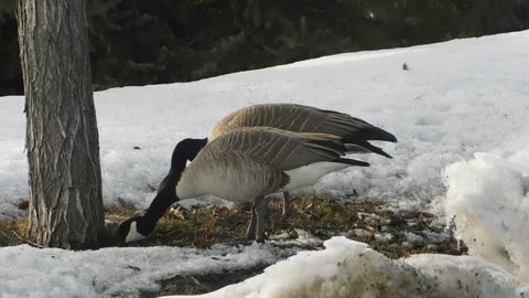 Wild Geese Hunting Food On Dead Grass