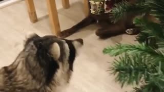 Cute Raccoon Can't Resist Shiny Christmas Decoration