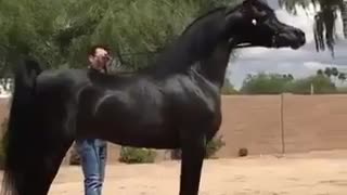 Trainer reviews the beauty of his horse