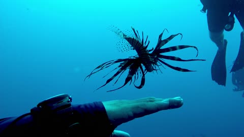 Scuba diver handles highly venomous invasive lion fish