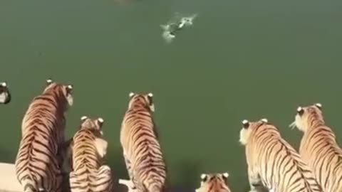 A group of tigers look at this duck and want to eat it