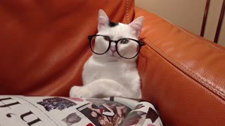 This cat looks totally smart wearing glasses.