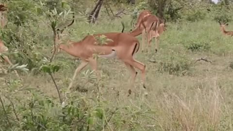 Clash of the Antlers: Two Majestic Deer Engage in Battle