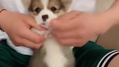 Cute baby animal video - cutest puppy in the world