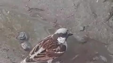 Cute bird 🕊️ in the world