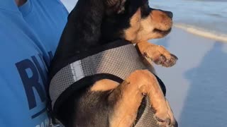 Pablo the Dog’s First Time at the Beach