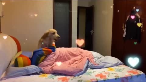 Cute & funny baby dog video complition