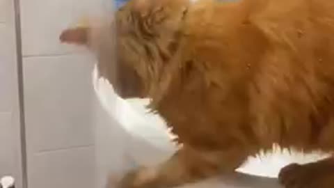 Kitten Trying to Catch Water 😂😂🤣